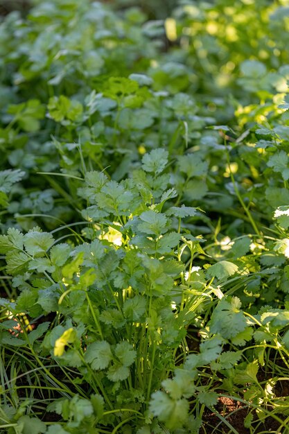 fechar mudas de plantas de coentro da espécie Coriandrum sativum