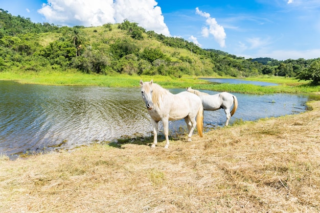 Fechar no cavalo branco livre