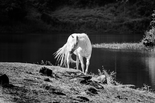 Fechar no cavalo branco livre