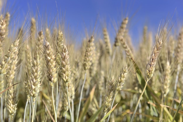Fechar no trigo dourado maduro, crescendo em um campo sob o céu de bleu