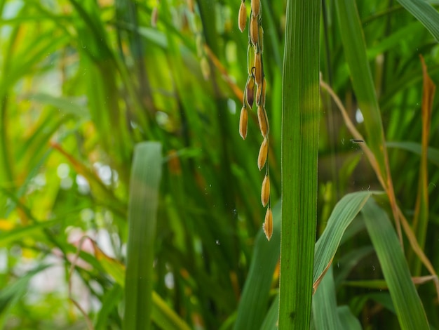 Fechar o arroz, campos de arroz dourado