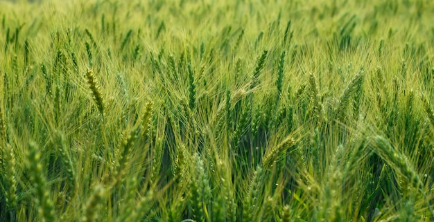 Foto fechar o campo de cevada verde