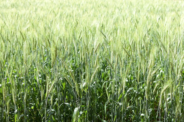 Fechar o campo de trigo verde