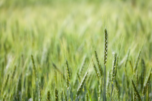 Fechar o campo de trigo verde