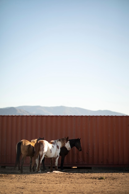 Foto fechar o cavalo na natureza