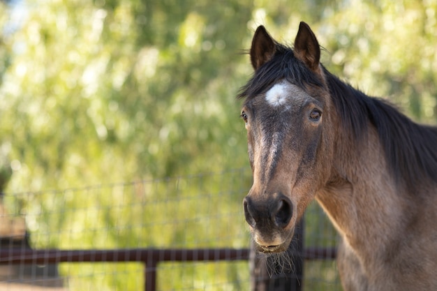 Foto fechar o cavalo na natureza