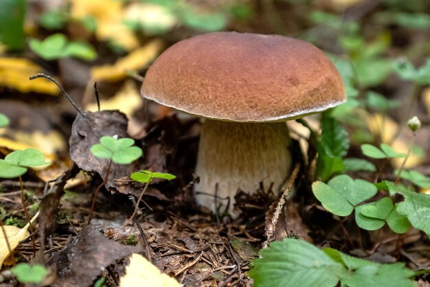 Fechar o cogumelo boletus cresce na floresta de outono