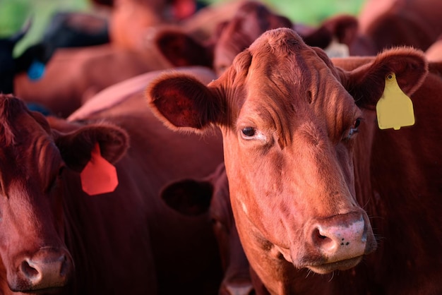 Fechar o conceito de produção de leite e produção de carne de vaca com cara de vaca