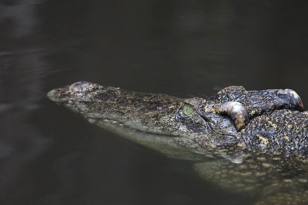 Fechar o crocodilo principal é mostrar a cabeça no rio