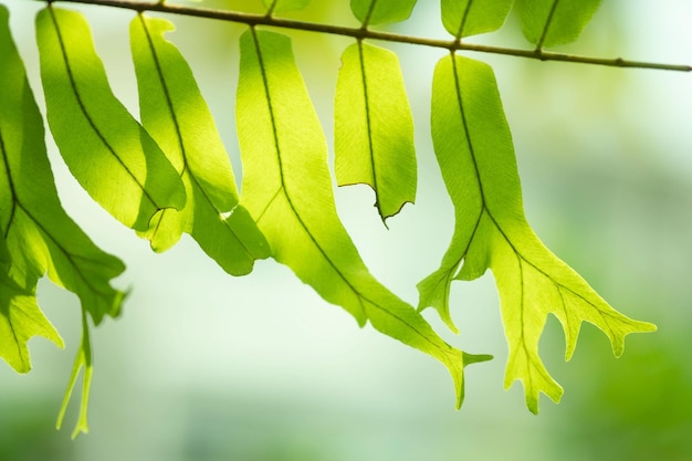 Fechar o detalhe de uma samambaia deixa Folhas de samambaia na floresta tropical