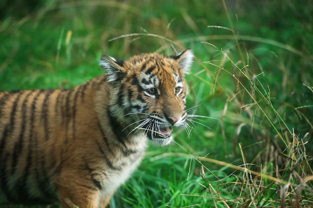 Fechar o filhote de tigre siberiano fofo