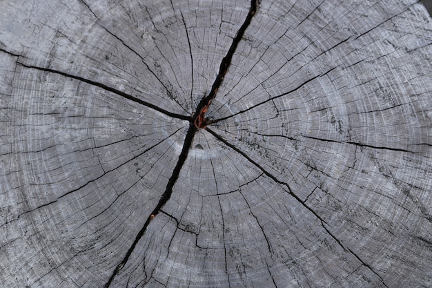 Fechar o fundo de textura de tronco de árvore