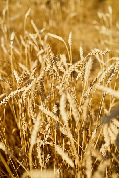Fechar o fundo do campo de trigo da colheita de trigo no dia de sol agricultura de verãoxA