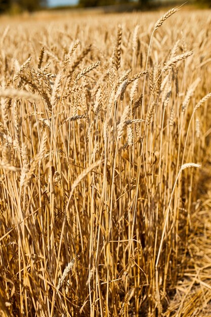 Fechar o fundo do campo de trigo da colheita de trigo no dia de sol agricultura de verãoxA