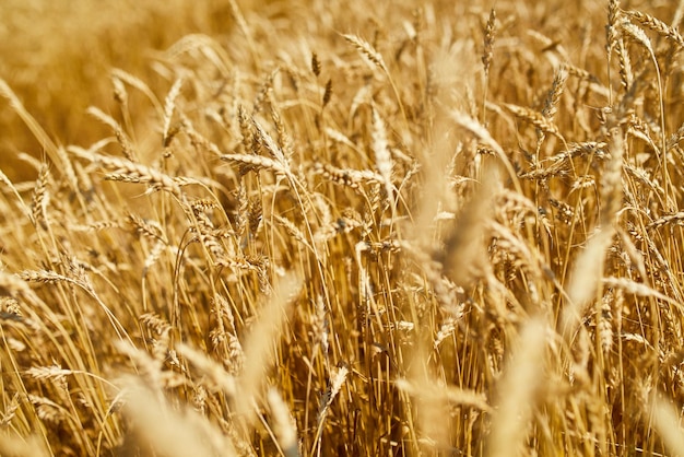 Fechar o fundo do campo de trigo da colheita de trigo no verão do dia de sol