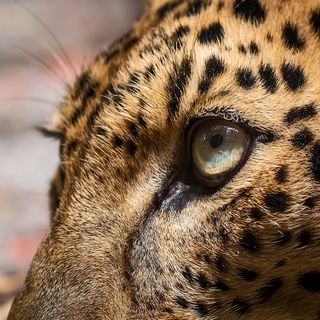 Foto fechar o olho de leopardo