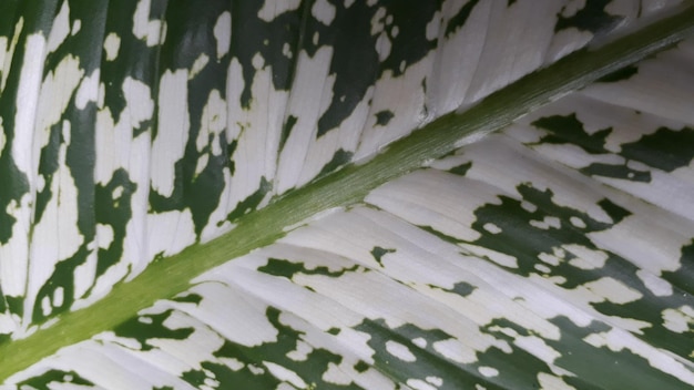 Fechar o padrão da folha de dumbcane dieffenbachia amoena na linha diagonal