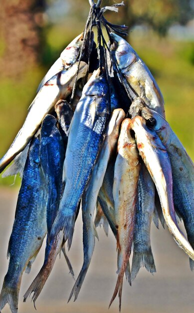 Fechar o peixe seco de Bokkoms pendurado