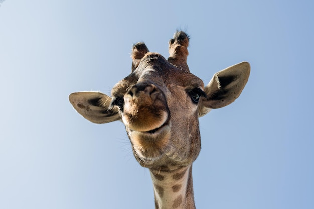 Fechar o retrato da cabeça de uma girafa em um fundo azul