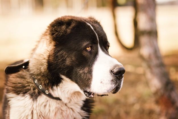 fechar o retrato de cachorro ao ar livre