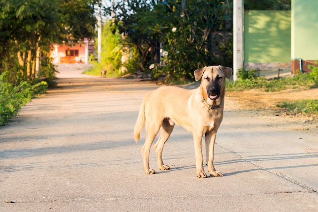 Fechar o retrato de um cão vadio, cão vagabundo