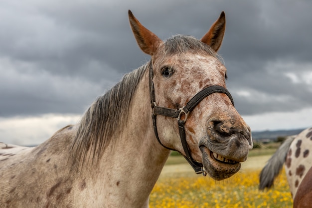 Foto fechar o retrato de um cavalo livre