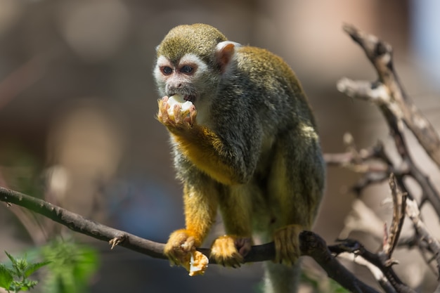 Fechar o retrato do macaco esquilo Saimiri sciureus sentado e comendo em um galho de árvore