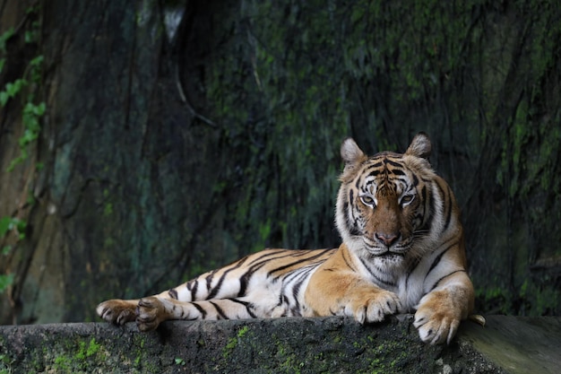 Fechar o tigre da Indochina é um belo animal e perigoso na floresta