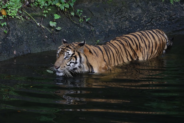 Fechar o tigre da Indochina é um belo animal e perigoso