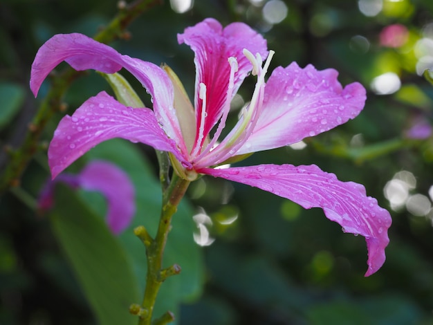 Fechar-se. Bauhinia purpurea. República Dominicana. Bockeh.