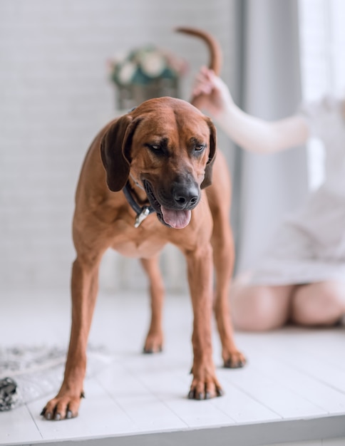 Fechar-se. bela raça de cachorro Rhodesian Ridgeback.