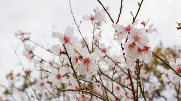 Fechar um galho de árvore com flores