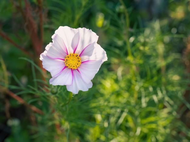 Fechar uma cabeça de flor white cosmos bipinnatus no jardim