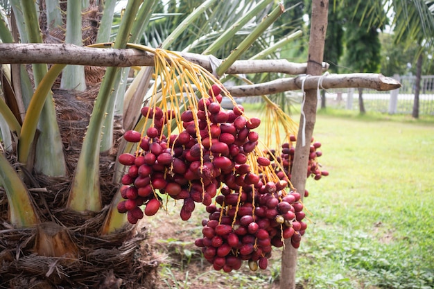 Fechas maduras palmera con ramas en palmera datilera