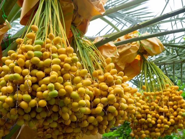 Fechas en palmera. Montón de dátiles amarillos en palmera datilera.