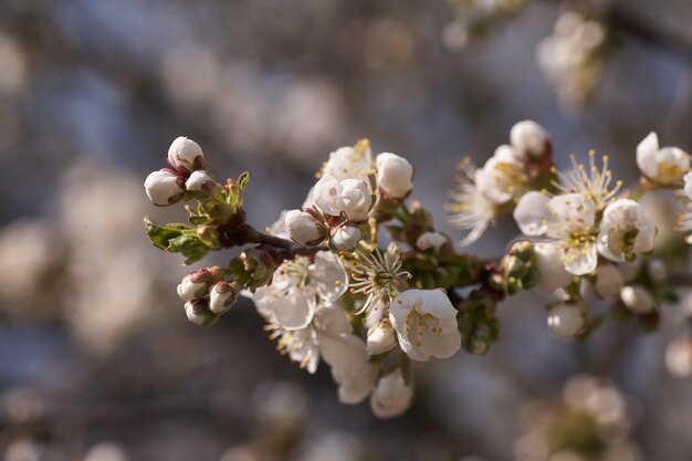 Feche a árvore de cerejeira branca na primavera