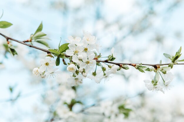 Feche a árvore em flor branca. Pomar de cereja, maçã, Sakura. Folhas de primavera, planta orgânica, flor