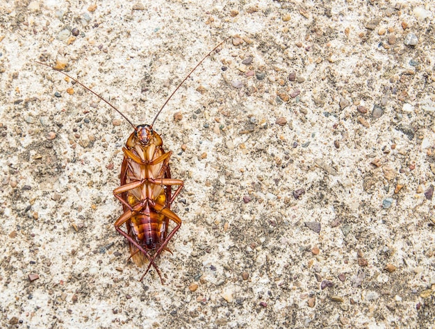 Feche a barata morta no chão