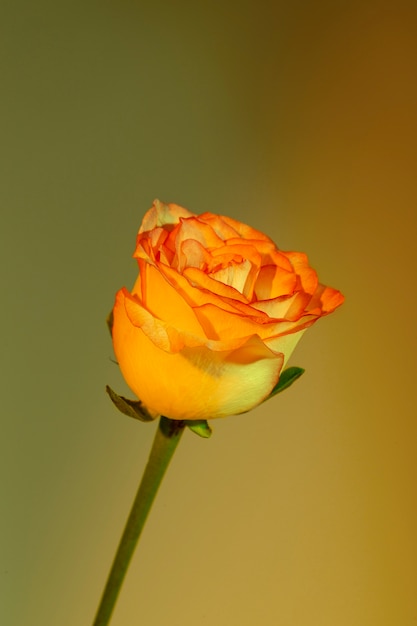 Foto feche a bela flor desabrochando