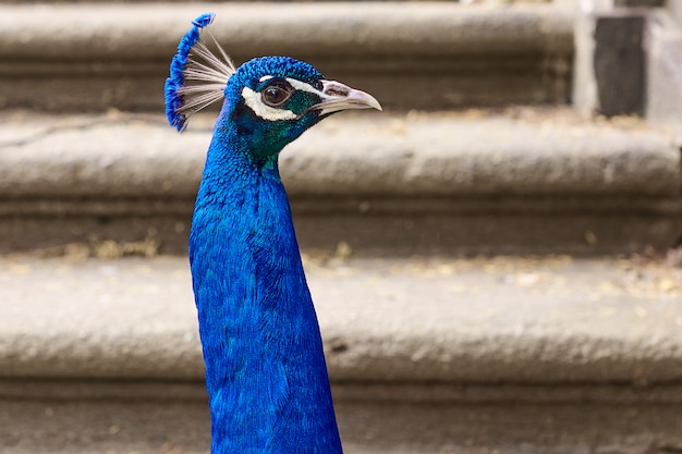 Feche a cabeça azul pavão com uma crista com escadas no fundo