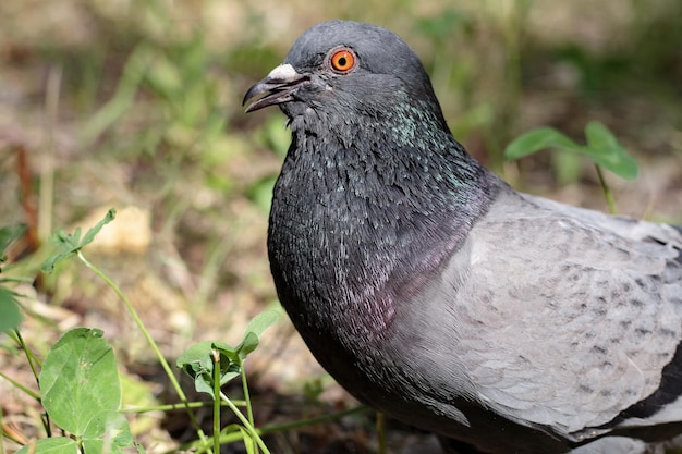 Feche a cabeça da pomba no parque Pombo comum ou pombo selvagem no perfil Conceito de vida selvagem