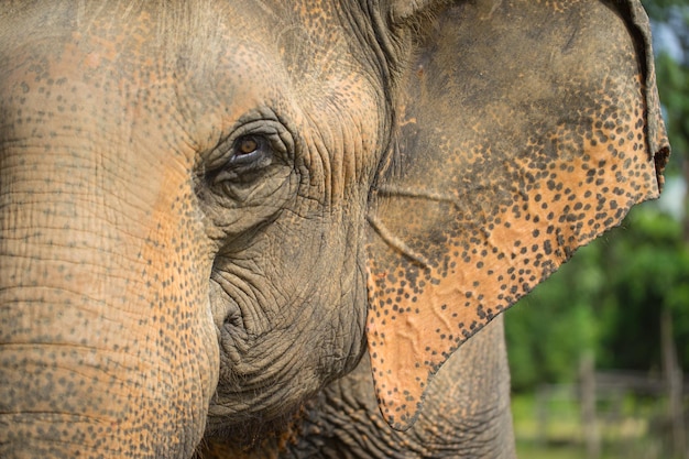 Foto feche a cabeça de elefante