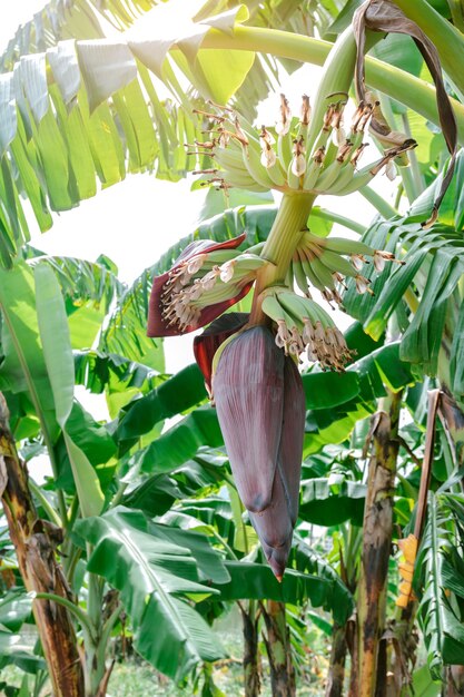 Feche a cabeça de uma bananeira ou a flor de uma bananeira.