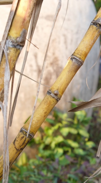 Feche a cana-de-açúcar.