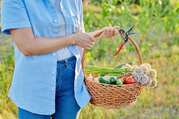 Feche a cesta com legumes frescos maduros em fundo de jardim de fazenda de mãos de mulher