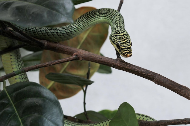 Feche a cobra verde ou Chrysopelea ornata na árvore