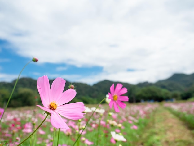 Feche a cor rosa da flor do cosmos no campo de flores com paisagem de céu azul de fundo de montanha