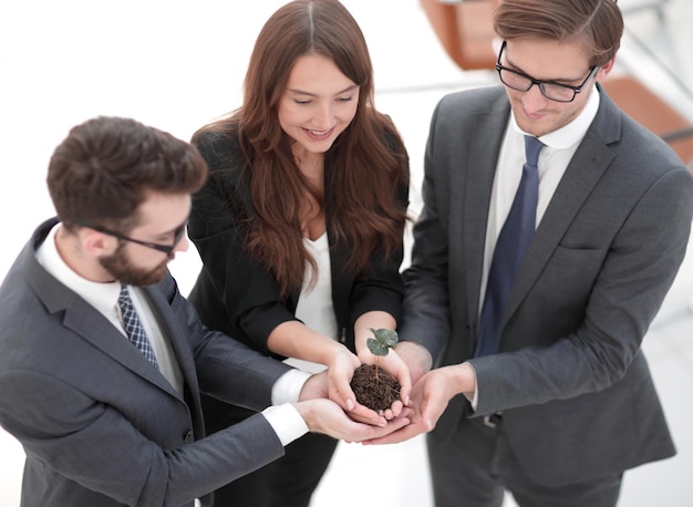 Feche a equipe de negócios cuidadosamente mantém o broto fresco