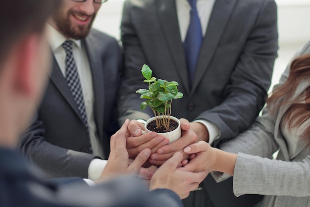 Feche a equipe de negócios olha para os brotos jovens