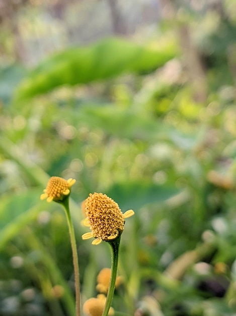 Feche a flor amarela no jardim com fundo verde da natureza